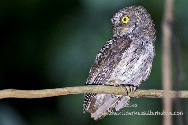 Sulawesi Scops-Owl - ML378852821