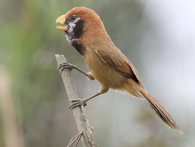 Black-breasted Parrotbill - ML378853991