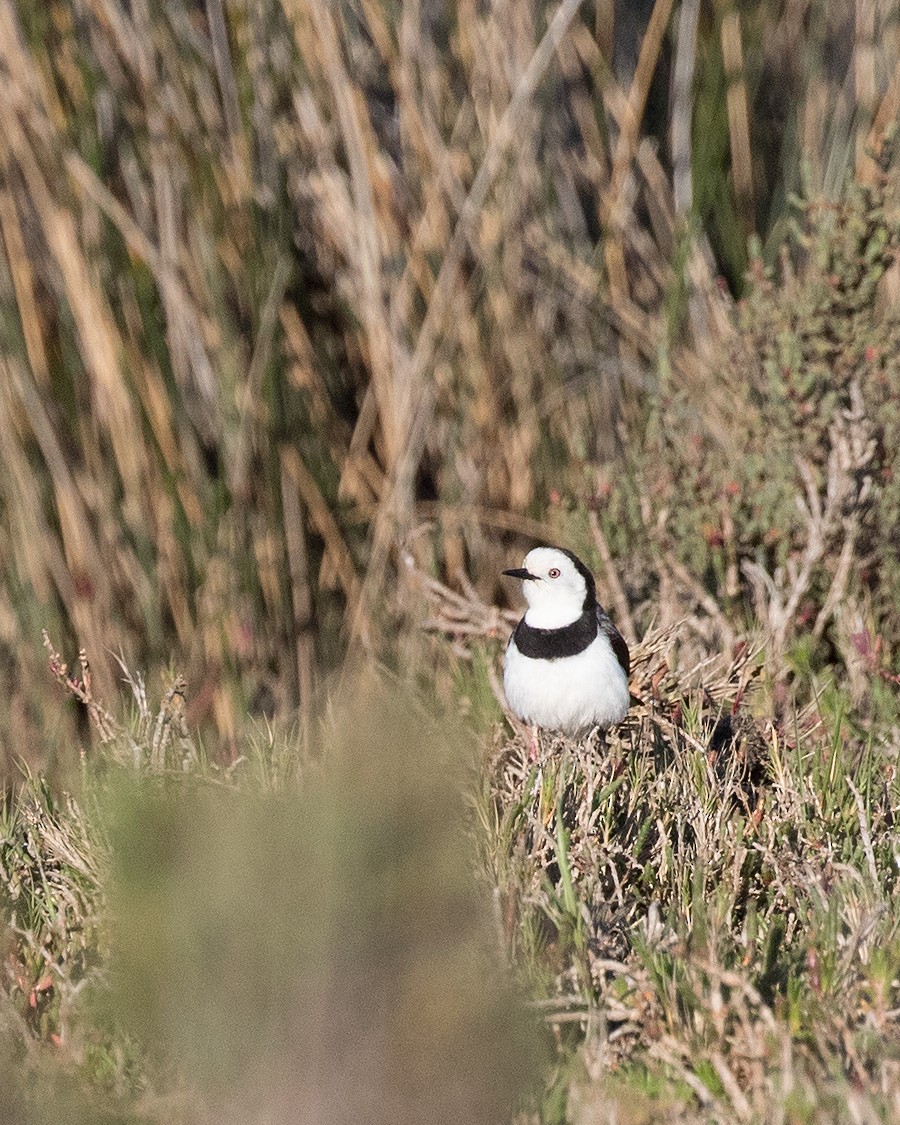 White-fronted Chat - yvonne Hogan