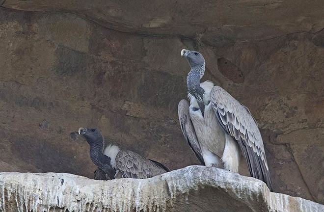 Indian Vulture - ML378854511