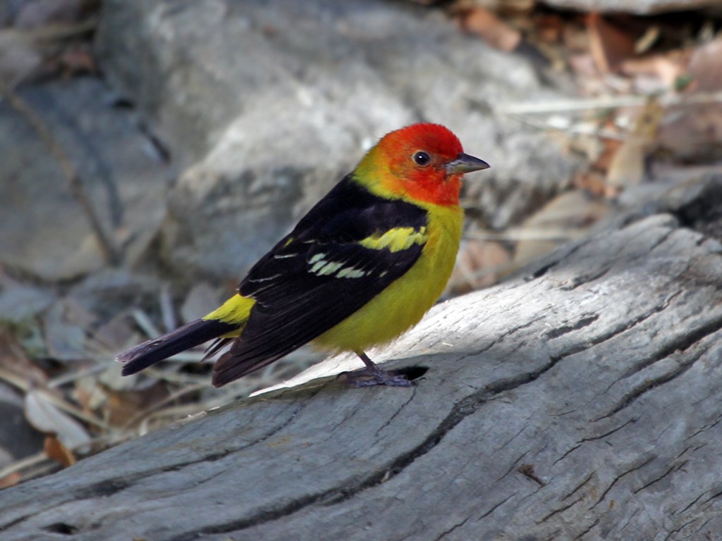 Western Tanager - Dick Dionne