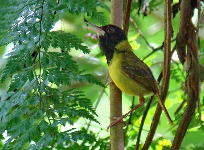 Yellow-breasted Tailorbird - ML378856301