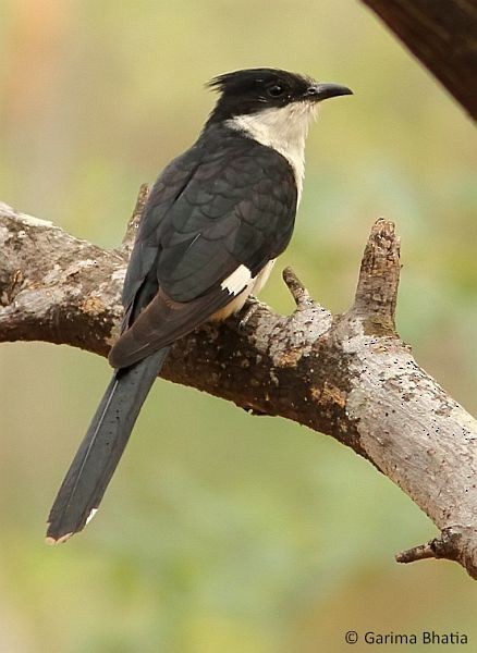 Pied Cuckoo - Garima Bhatia