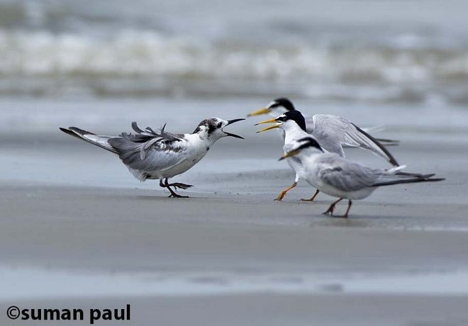 White-winged Tern - Suman Paul
