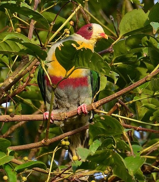 Yellow-breasted Fruit-Dove - ML378858981