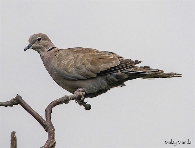 Eurasian Collared-Dove - Malay Mandal