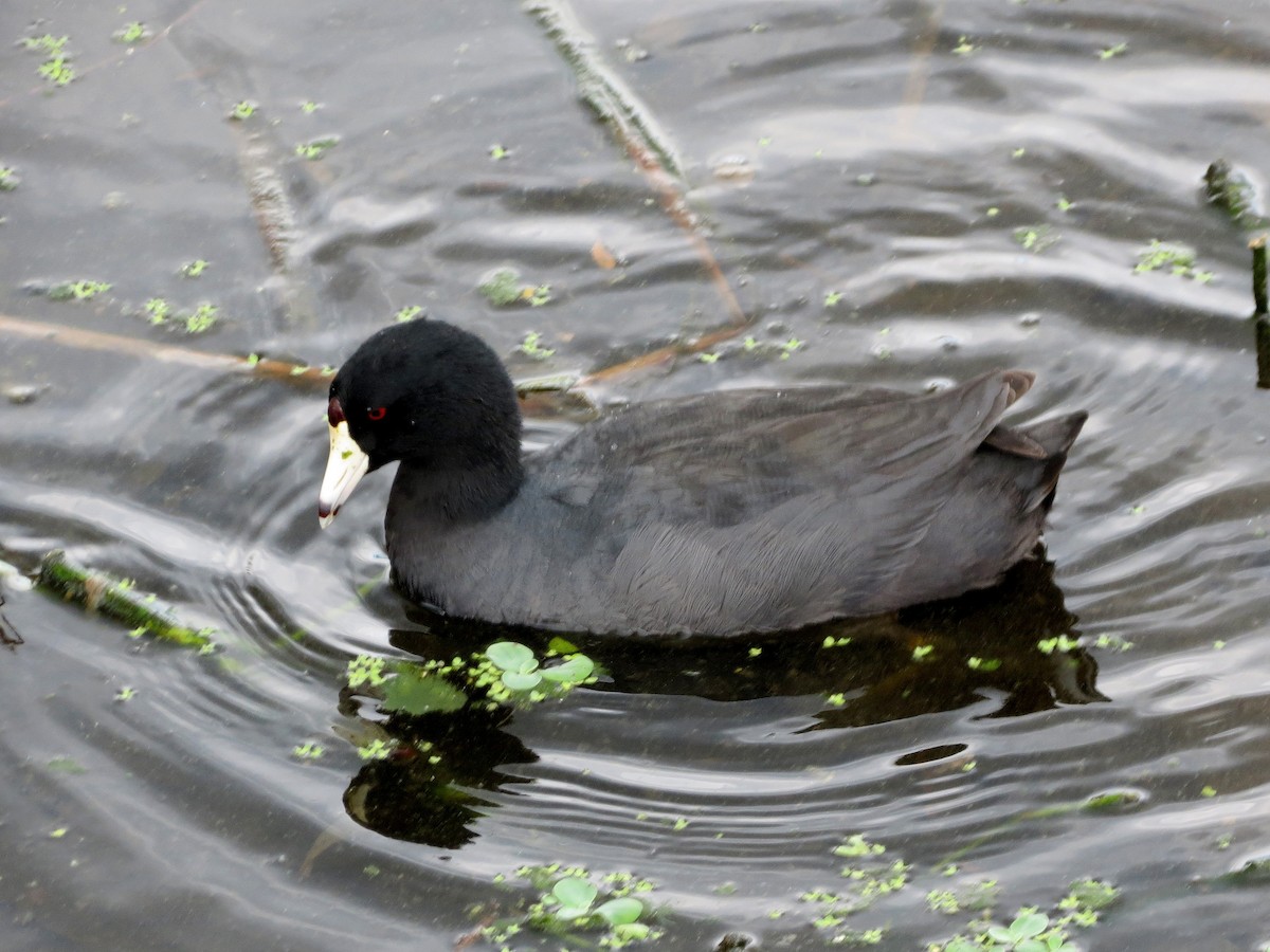 American Coot (Red-shielded) - ML37886531