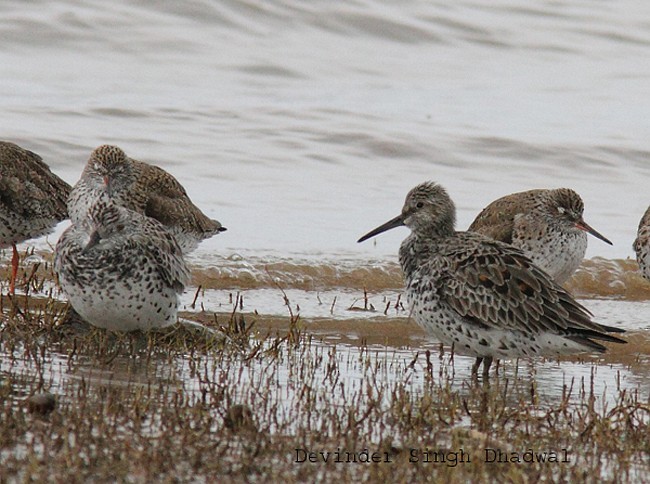 Great Knot - ML378866411