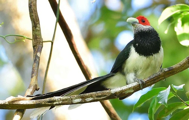 Red-faced Malkoha - ML378866591