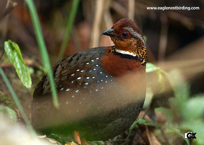 Chestnut-breasted Partridge - ML378868431