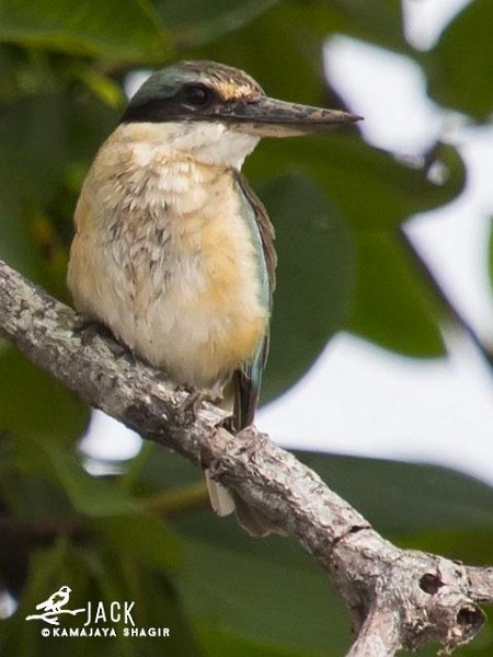 Sacred Kingfisher (Australasian) - ML378872521