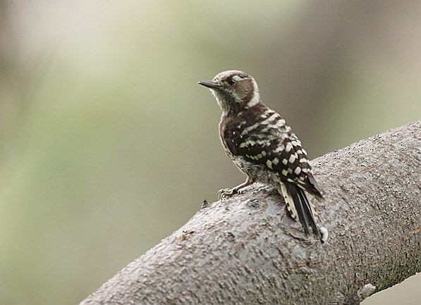 Japanese Pygmy Woodpecker - ML378872901