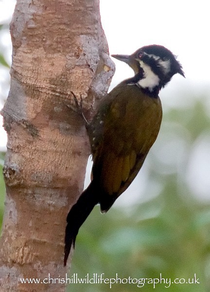 Olive-backed Woodpecker - Chris Hill