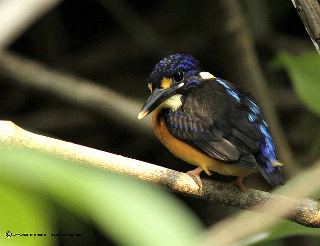 Moluccan Dwarf-Kingfisher (North Moluccan) - Adriel Muda