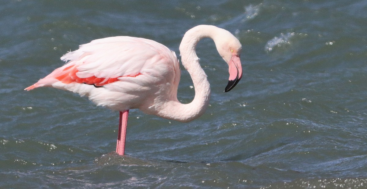 Greater Flamingo - ML378873381