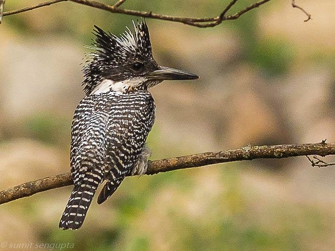 Crested Kingfisher - ML378880381