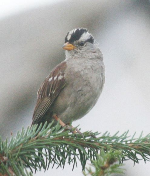White-crowned Sparrow - ML378880831