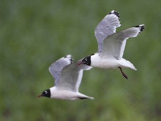 นกเต็มวัยในฤดูผสมพันธุ์ - Brian Sullivan - ML37888221