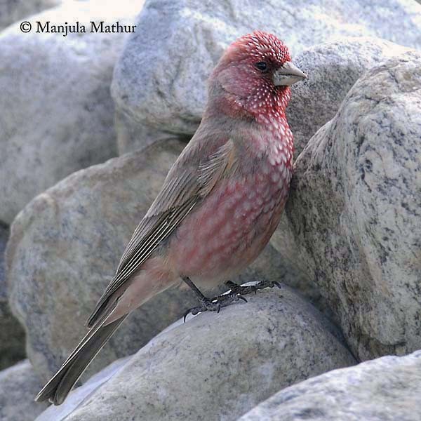 Great Rosefinch (Spotted) - ML378886391