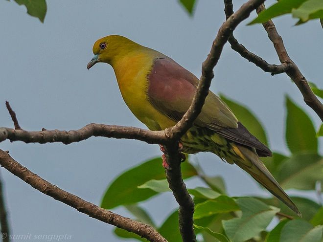 Wedge-tailed Green-Pigeon - ML378886671