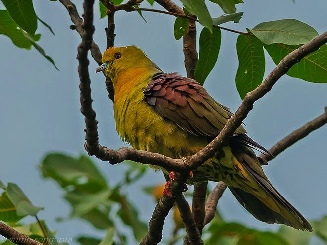 Wedge-tailed Green-Pigeon - ML378886681
