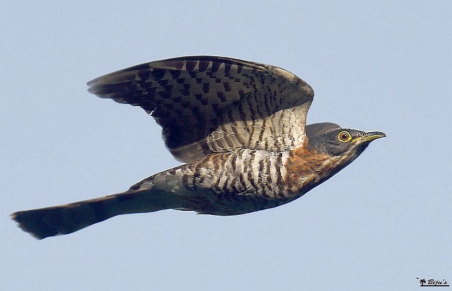 Large Hawk-Cuckoo - ML378886831