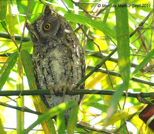 Oriental Scops-Owl (Walden's) - ML378887591