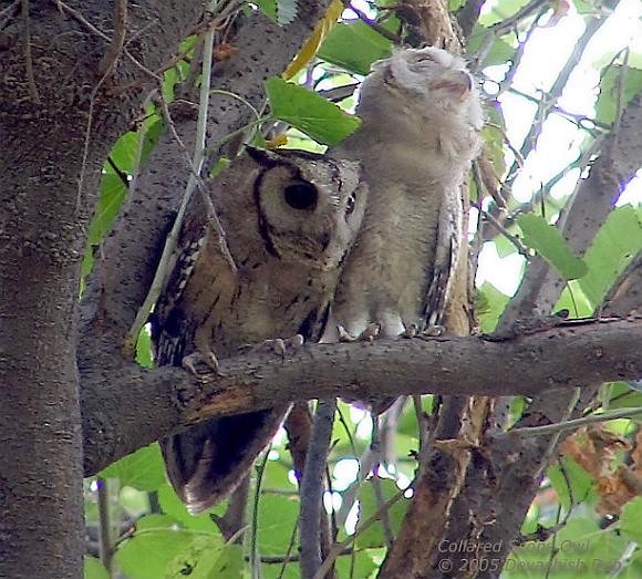 Indian Scops-Owl - Devashish Deb
