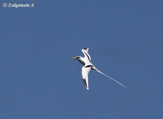 White-tailed Tropicbird (Indian Ocean) - ML378888361