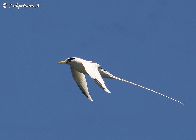 White-tailed Tropicbird (Indian Ocean) - ML378888371
