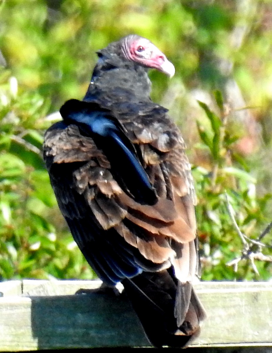 Turkey Vulture - Brittany Puite