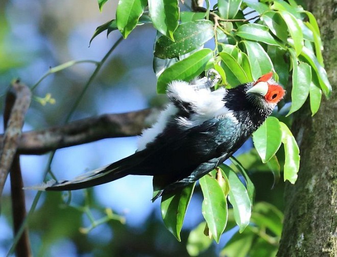 Red-faced Malkoha - ML378890911