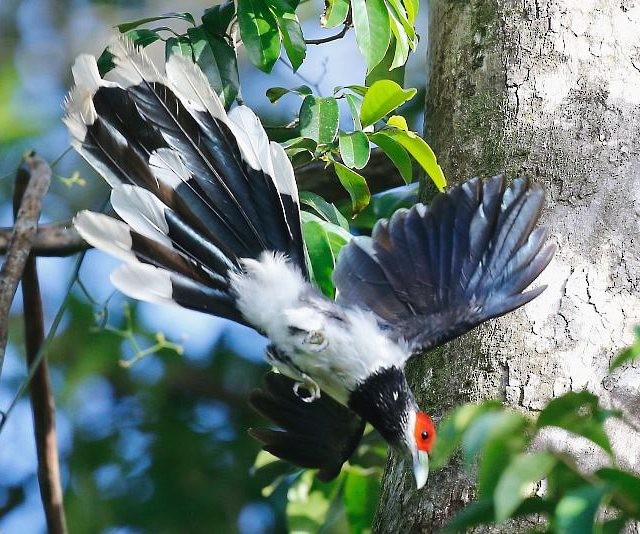 Red-faced Malkoha - ML378890921