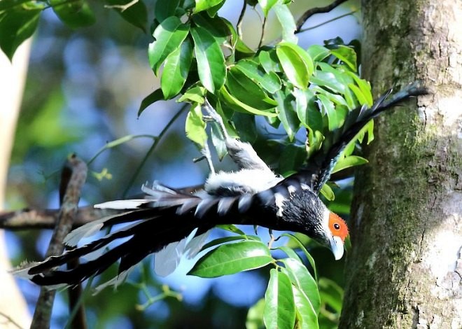 Red-faced Malkoha - ML378890931