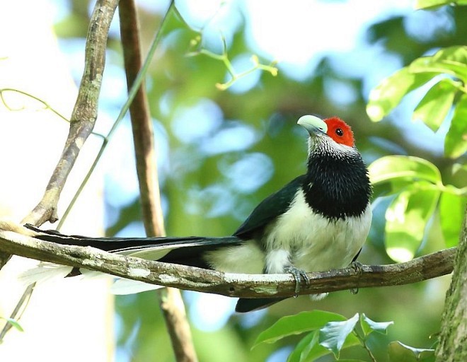 Red-faced Malkoha - ML378891001