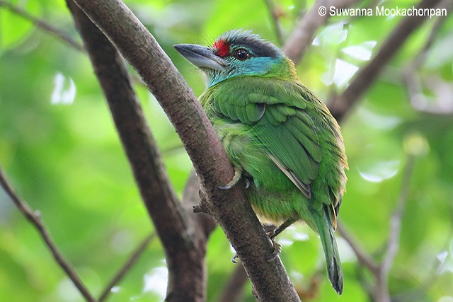 Turquoise-throated Barbet - ML378891811