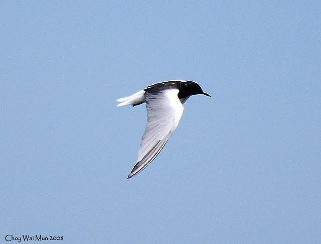 White-winged Tern - ML378892871