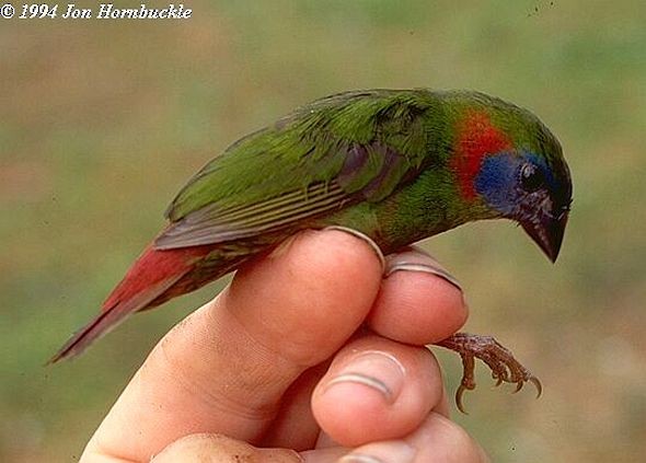 Red-eared Parrotfinch - Jon Hornbuckle