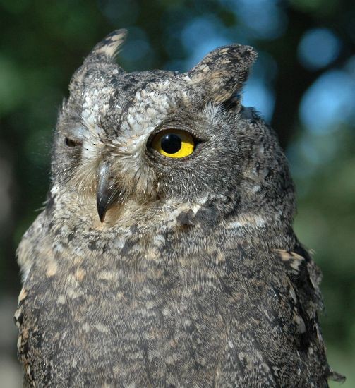 Oriental Scops-Owl (Oriental) - Igor Karyakin