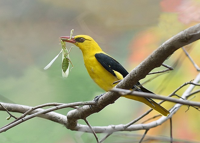 Indian Golden Oriole - ML378895651