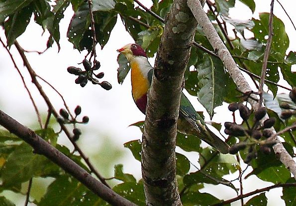 Yellow-breasted Fruit-Dove - ML378895781