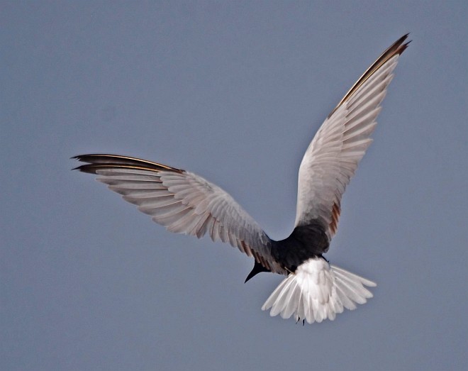 White-winged Tern - ML378897001