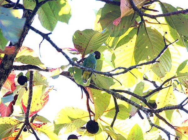 Blue-capped Fruit-Dove - Jon Hornbuckle