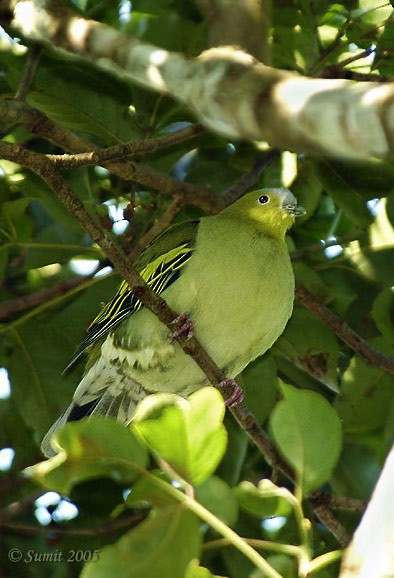 Ashy-headed Green-Pigeon - ML378898811