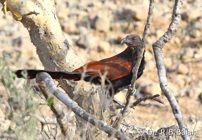 Greater Coucal (Southern) - ML378899001