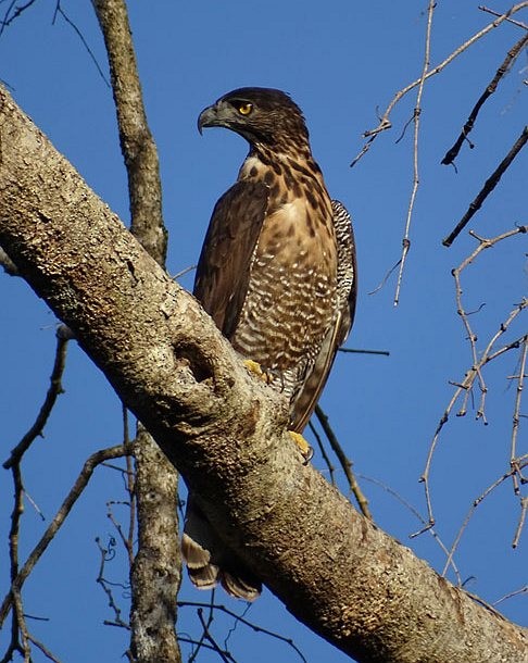Sulawesi Hawk-Eagle - ML378899521