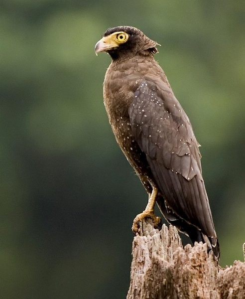 Andaman Serpent-Eagle - ML378903201