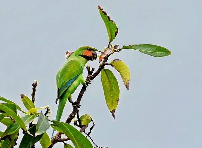 Long-tailed Parakeet (Andaman) - ML378903831
