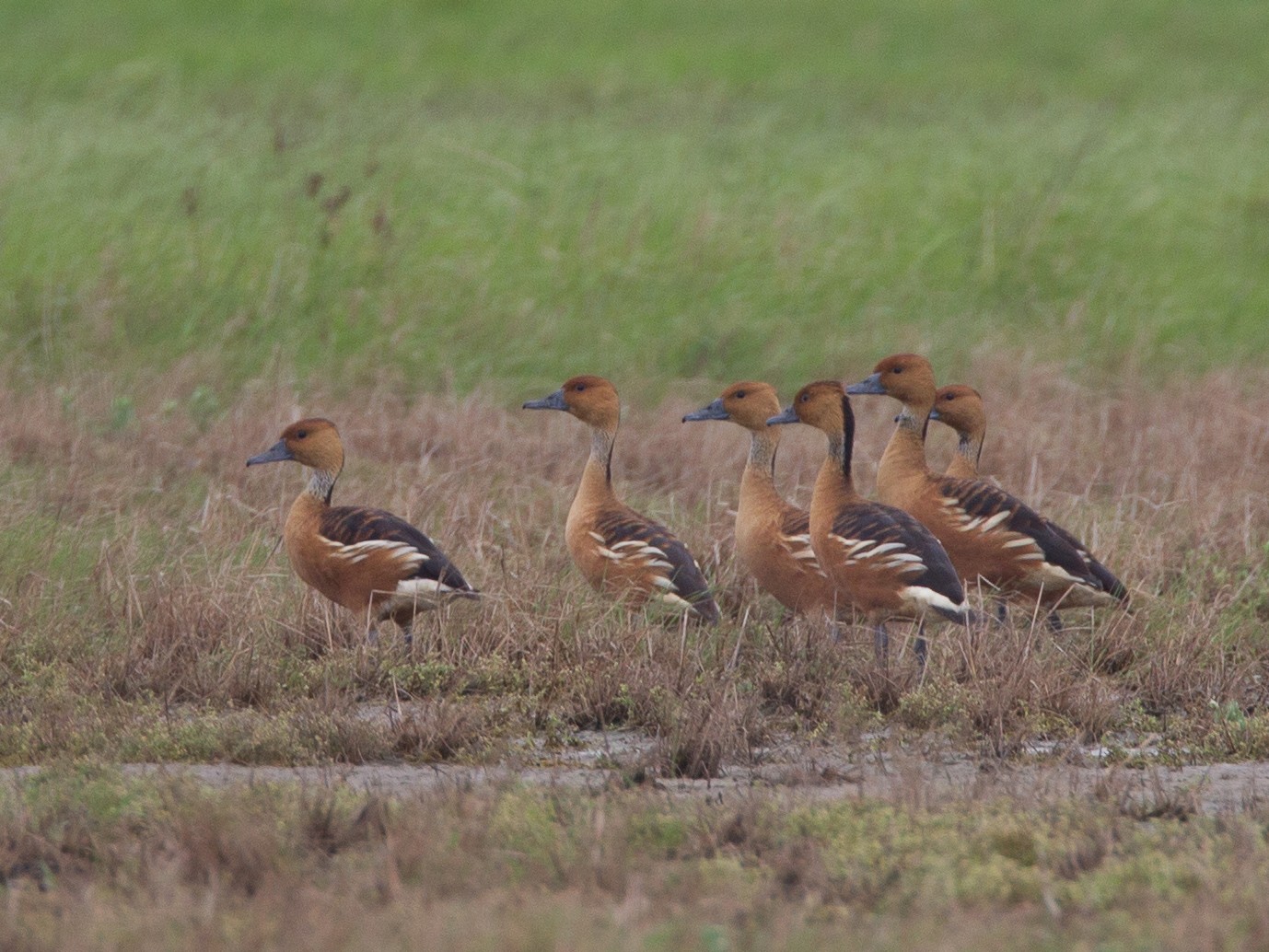 Fulvous Whistling-Duck - Chris Wood