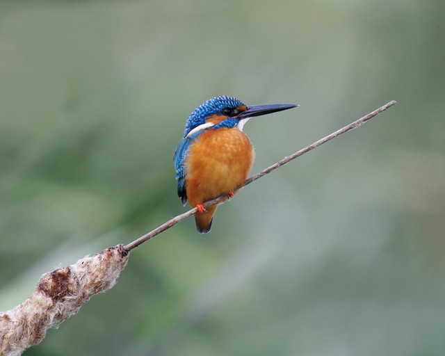 Common Kingfisher - Amit Thakurta
